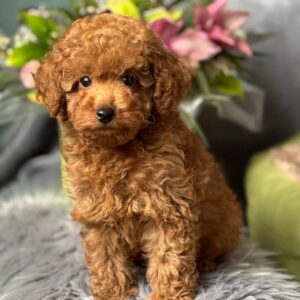 puppy name : tucker (copy)