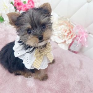 puppy name : gigi (copy)