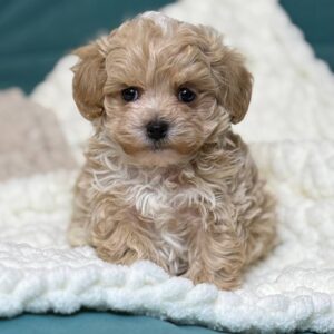 puppy name : joy (copy)