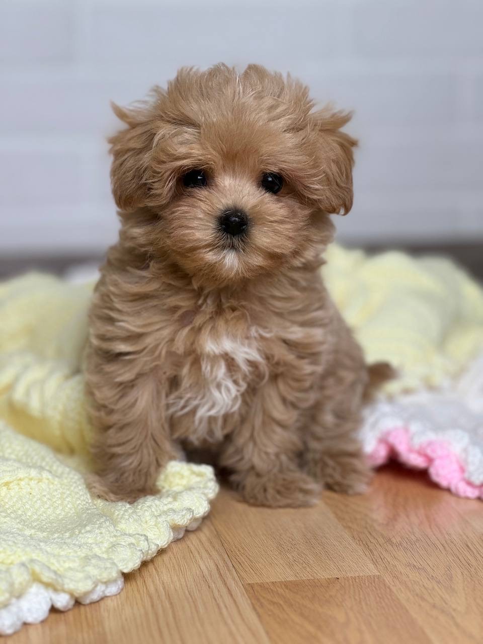 puppy name : bella (copy)