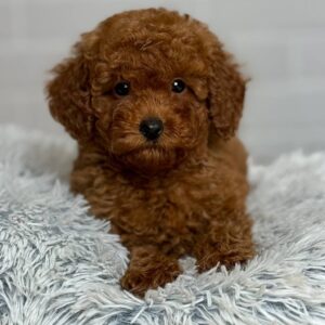 puppy name : bella (copy)