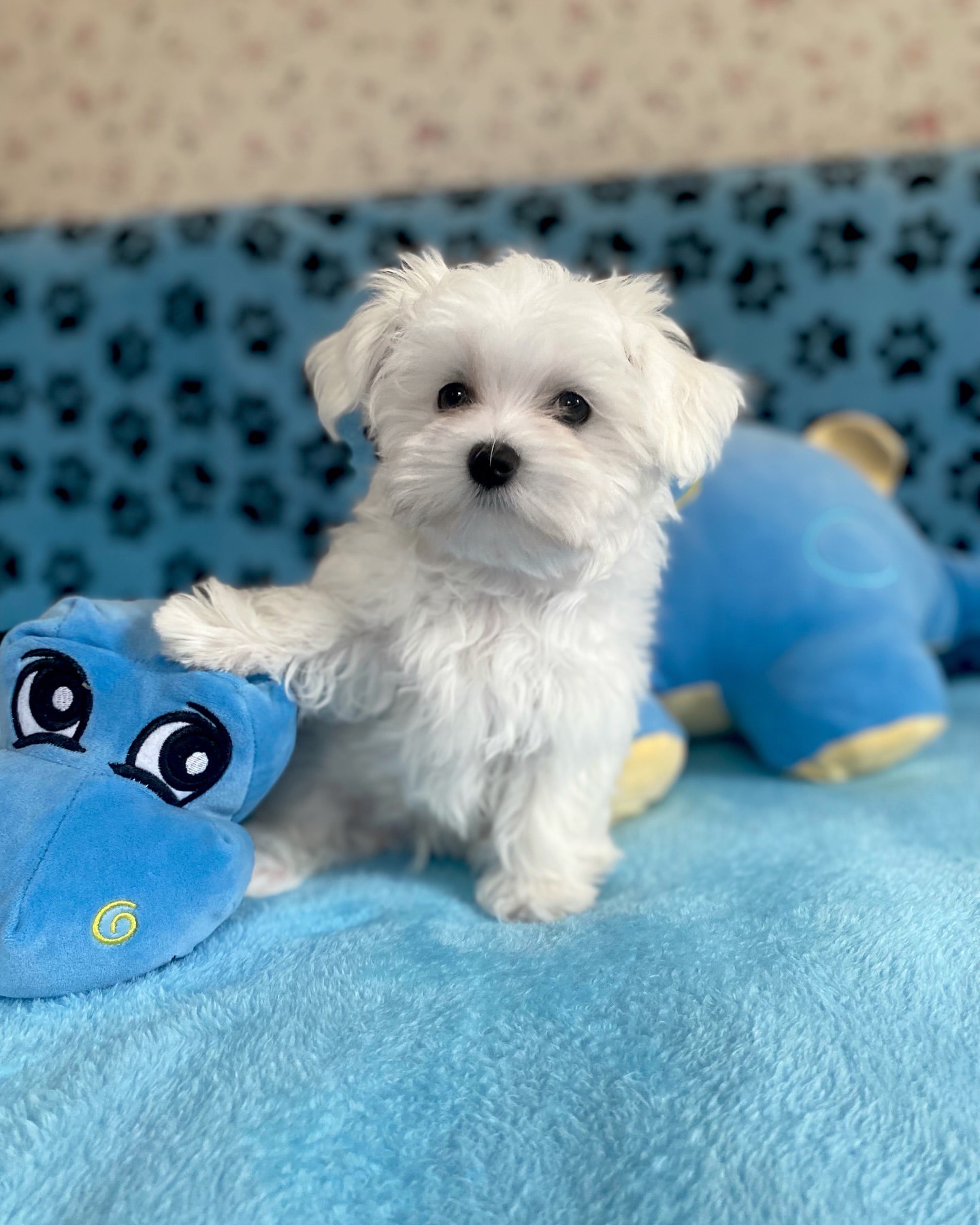 puppy name : milo (copy)