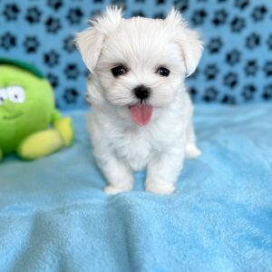 puppy name : teddy (copy)