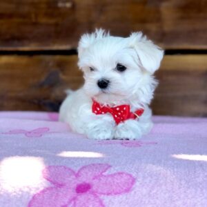 puppy name : milo (copy)