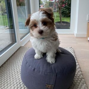 puppy name : finn (copy)