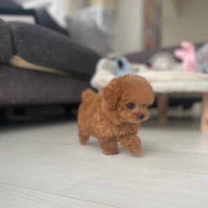 puppy name : luna (copy)