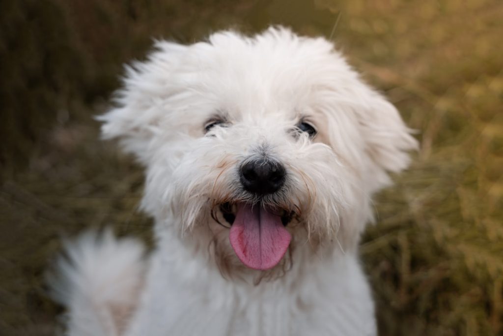 Home Caouette, small cute bichon