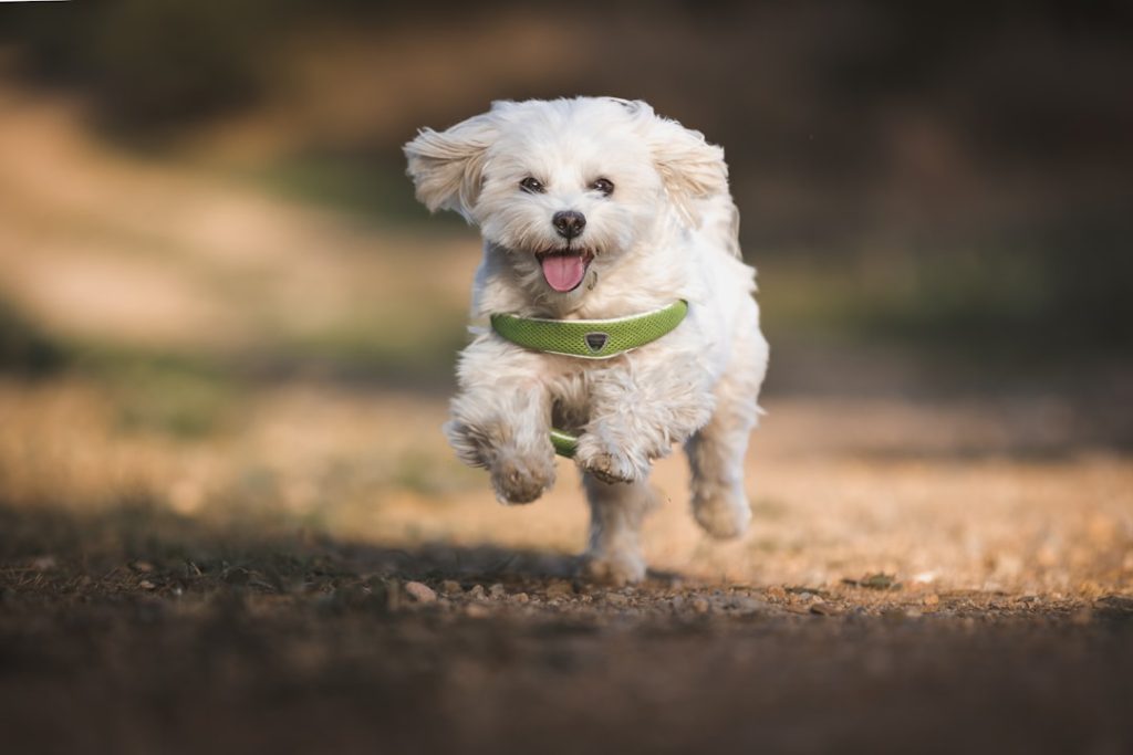 Home Cute white Maltese dog jumping in the park looking at the camera