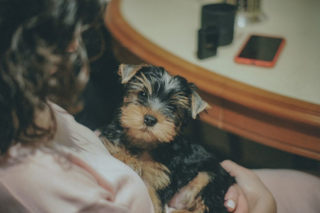 About a-woman-holding-a-small-black-and-brown-dog-96e3l67qcqg