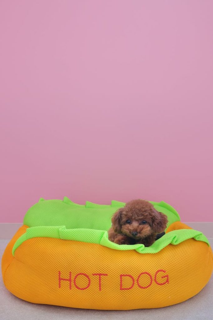 Home Cute brown puppy in a hot dog-shaped bed with pink wall backdrop, Japan