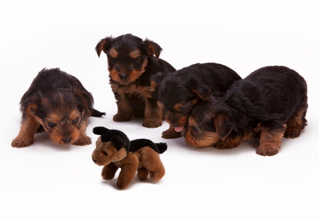 Home Four Yorkshire Terrier puppies curiously exploring a plush toy in a studio setting.