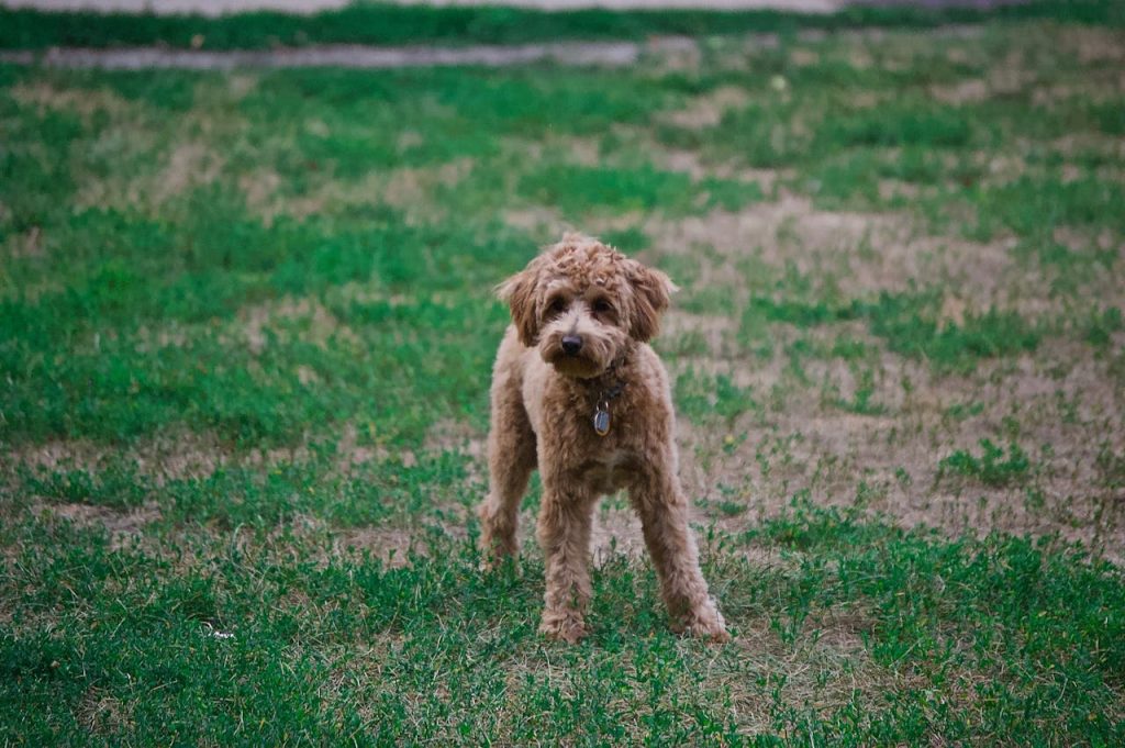About Charming poodle puppy enjoying the outdoors on a lush green lawn.