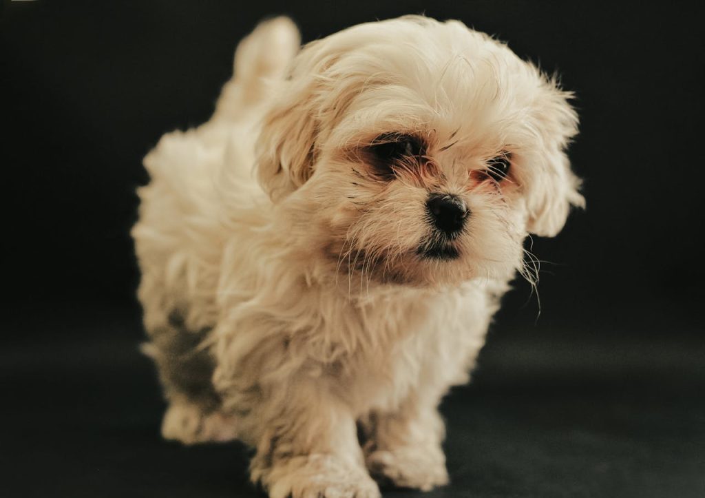 Home Close-up of a cute Maltese puppy with fluffy white fur against a black background.